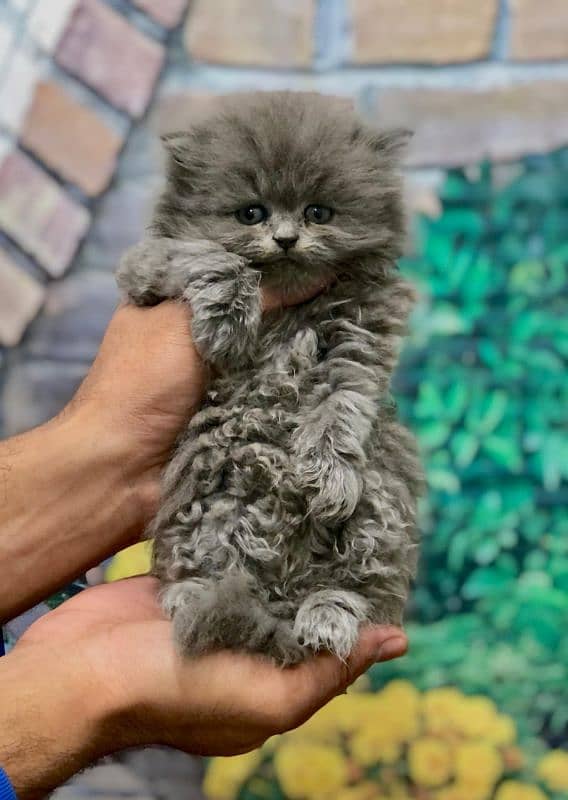 punch face triple cote kitten cat male and female 3
