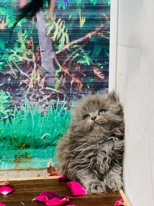 punch face triple cote kitten cat male and female 9