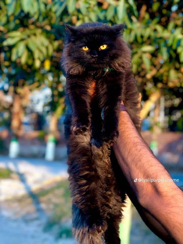 punch face triple cote kitten cat male and female 13