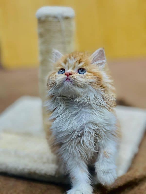 punch face triple cote kitten cat male and female 14