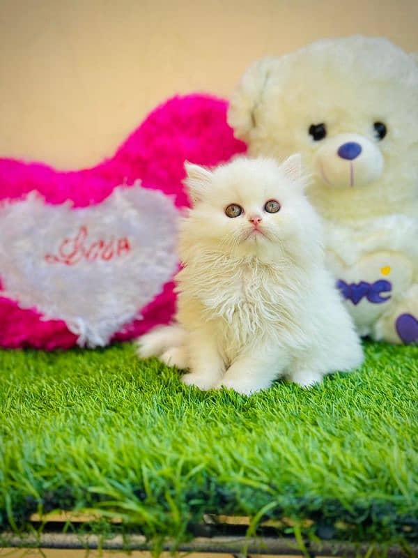 punch face triple cote kitten cat male and female 19