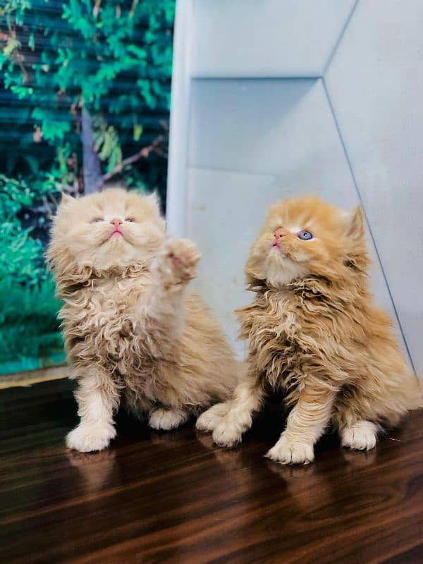 punch face triple cote kitten cat male and female 7