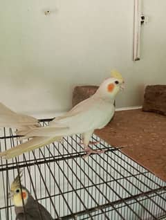 Cockatiels