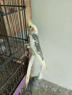 Cockatiels