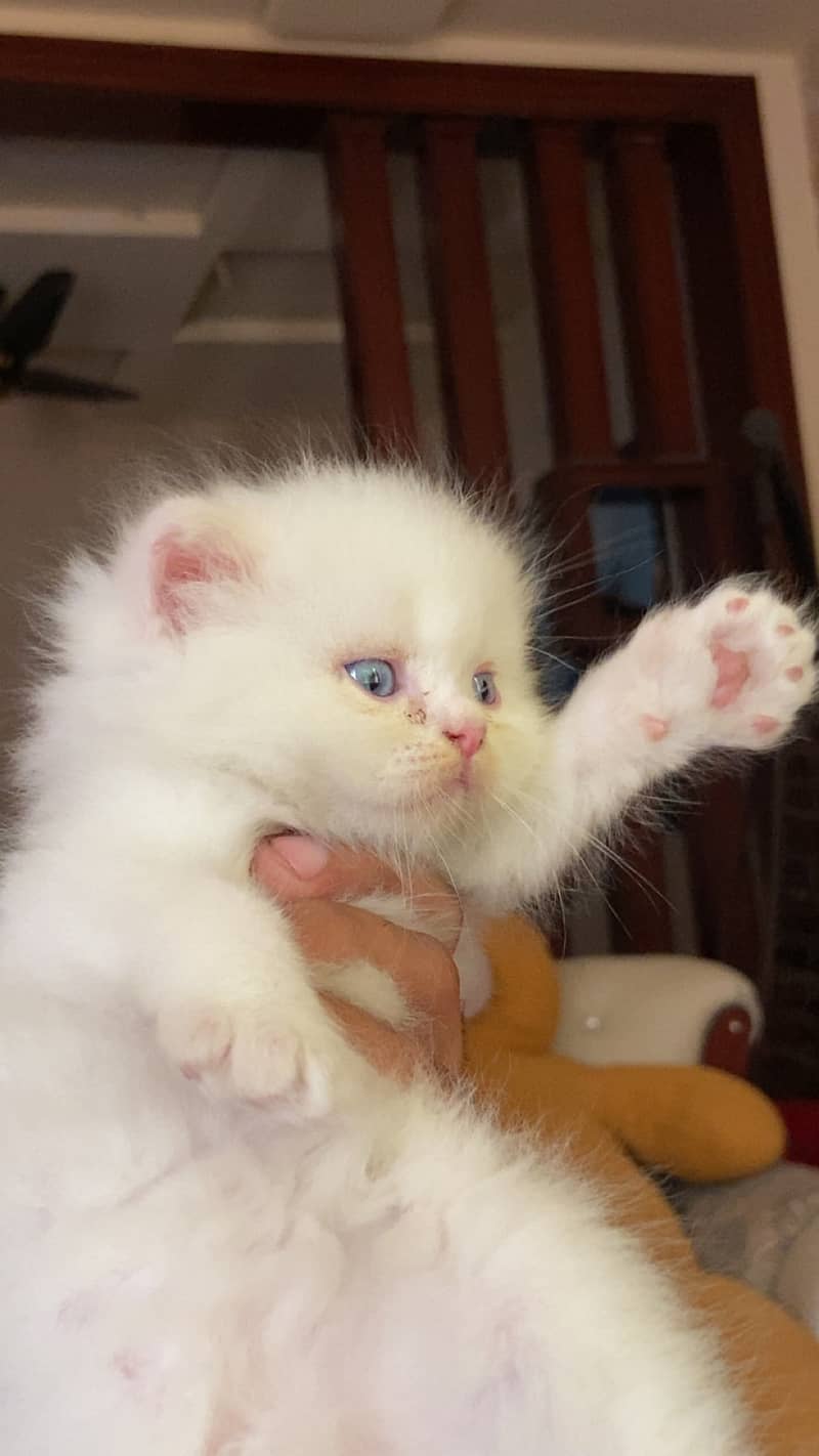 Punch face kittens 0