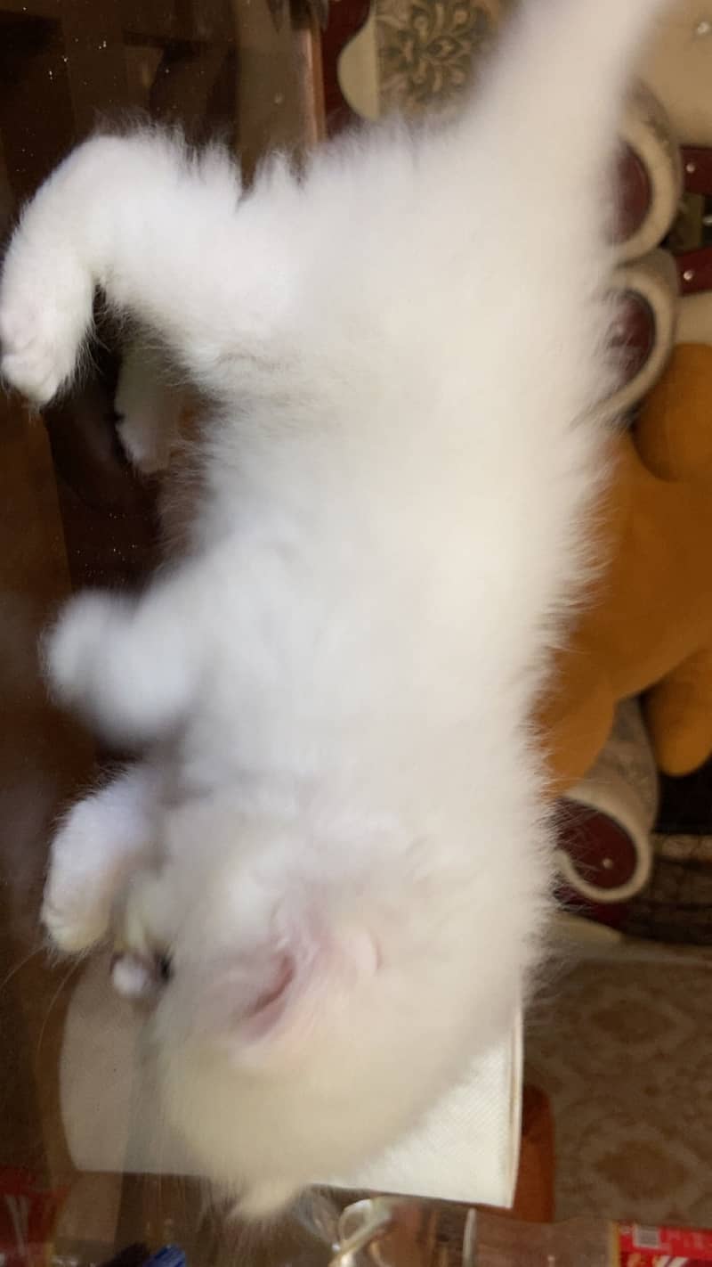 Punch face kittens 3