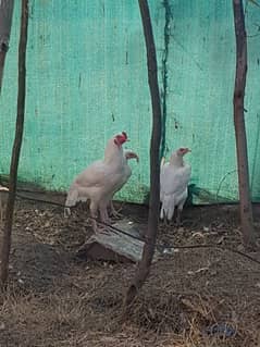 white aseel fertile eggs