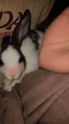 Rabbit khargosh baby or breeder