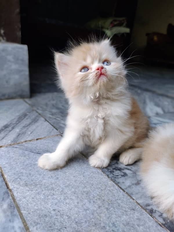 Pure Persian kittens available 0