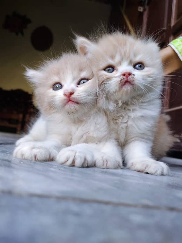 Pure Persian kittens available 1