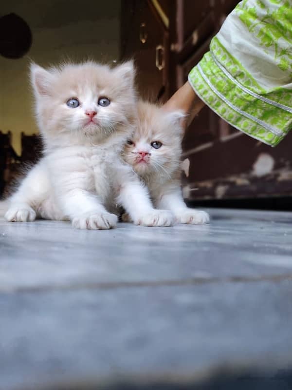 Pure Persian kittens available 2