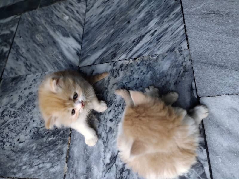 Pure Persian kittens available 3