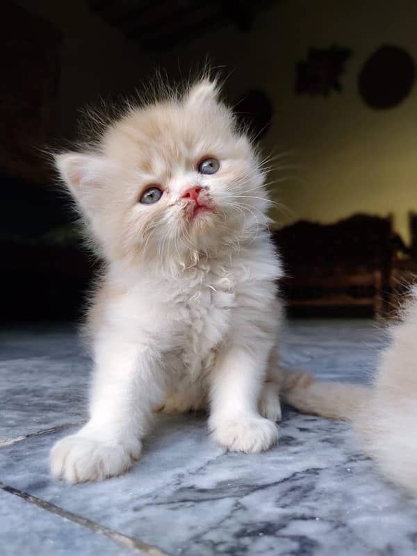 Pure Persian kittens available 4