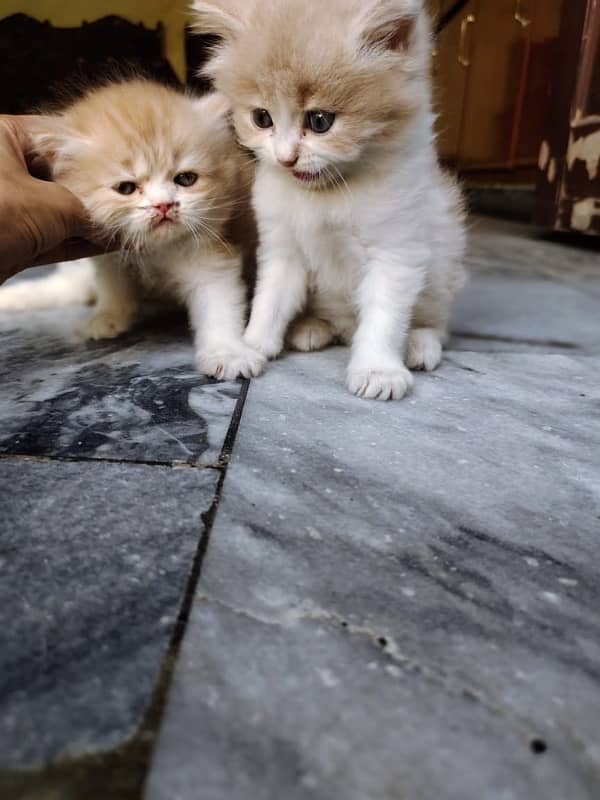 Pure Persian kittens available 5