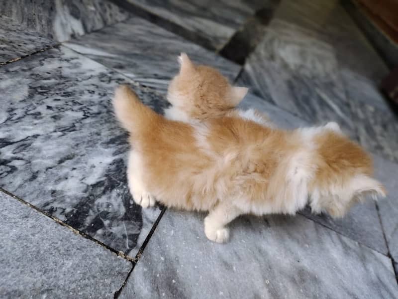 Pure Persian kittens available 6