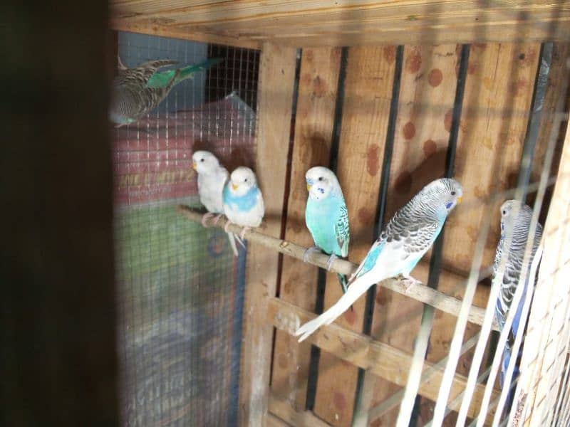 URGENT FOR SALE OR EXCHANGE POSSIBLE MOBILE KA SATH 2