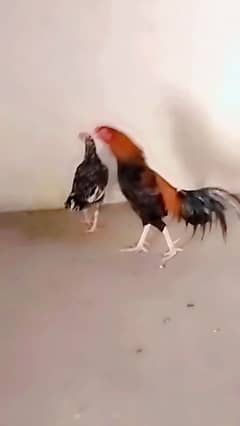 I