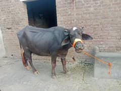 buffalo