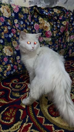 person male cat ha age 1 year ha breeder male ha mashallah double coat
