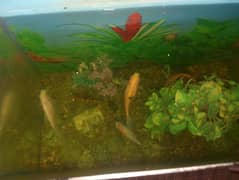 aquarium