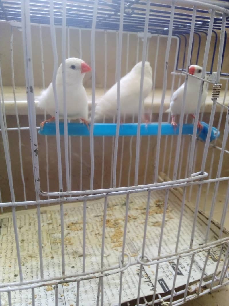 Finches&Java Available for new home 3