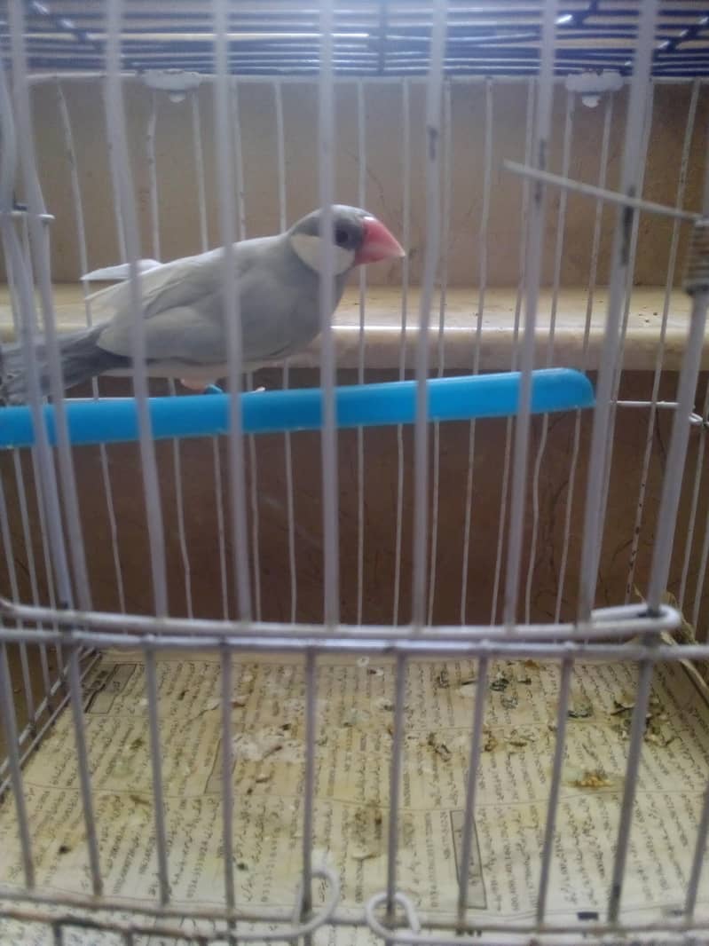 Finches&Java Available for new home 6