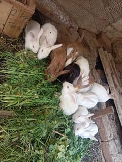 Rabbits
