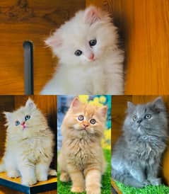 punch face triple cote kitten cat male and female