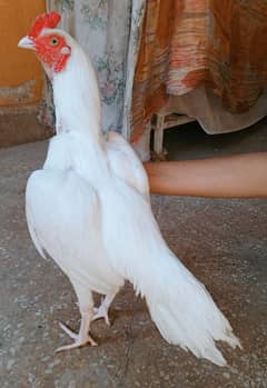 aseel