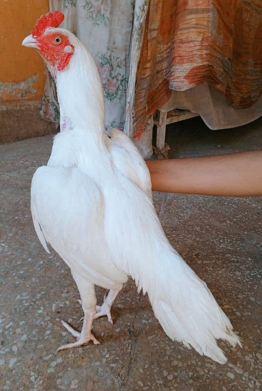 aseel murga Heera paper white 03498200770 3