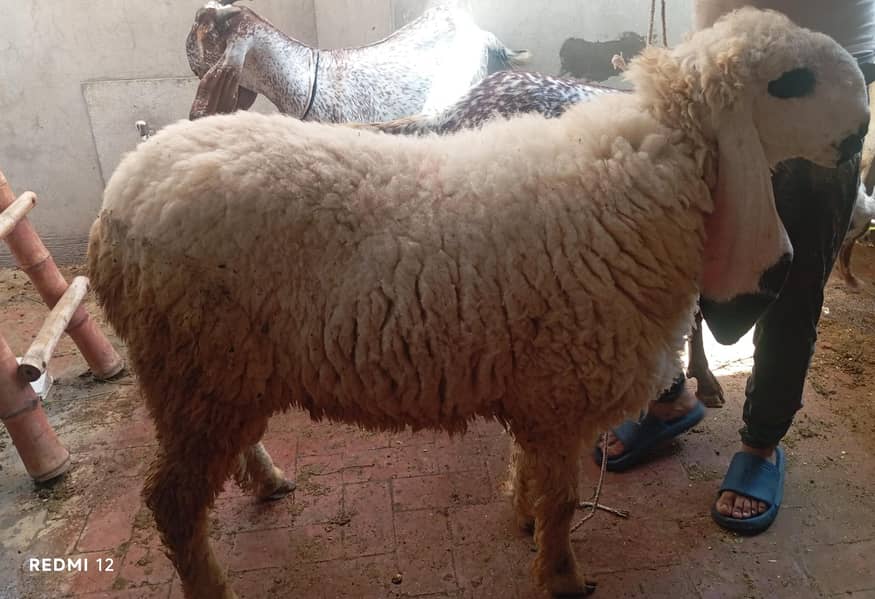 Goat | Chatra | Bakra | Dumba | Qurbani sheep |  Goat For Sale 0