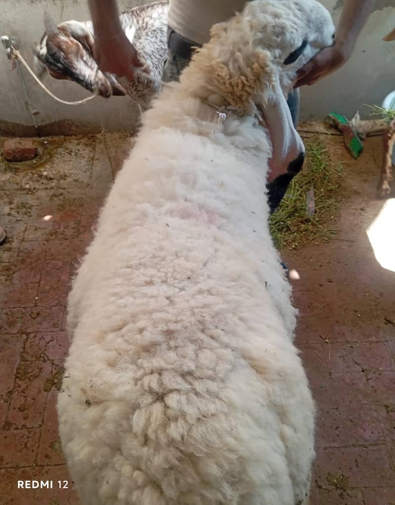 Goat | Chatra | Bakra | Dumba | Qurbani sheep |  Goat For Sale 1