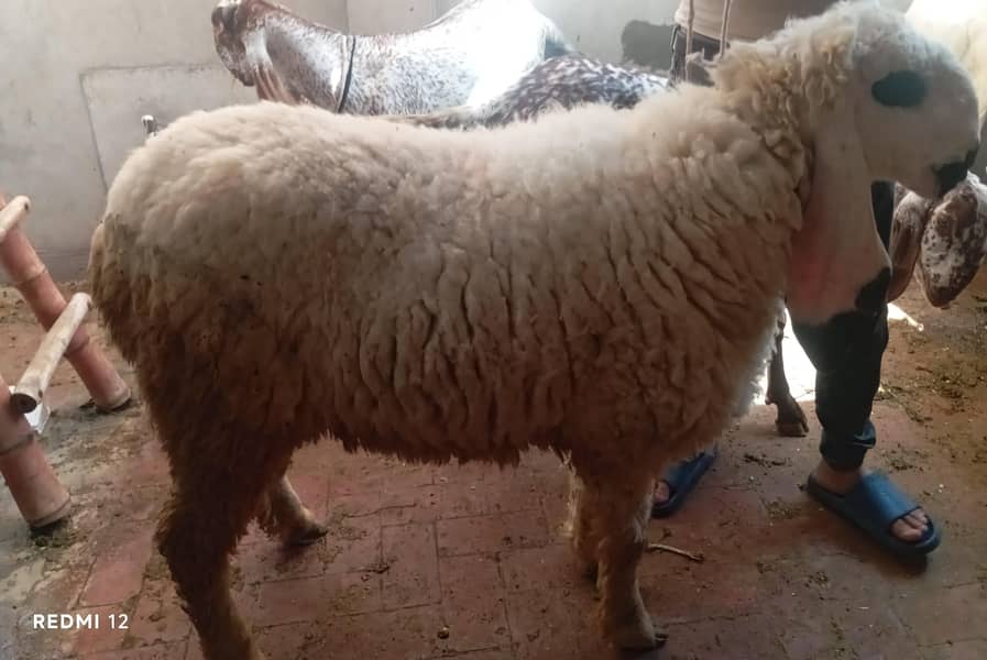 Goat | Chatra | Bakra | Dumba | Qurbani sheep |  Goat For Sale 2