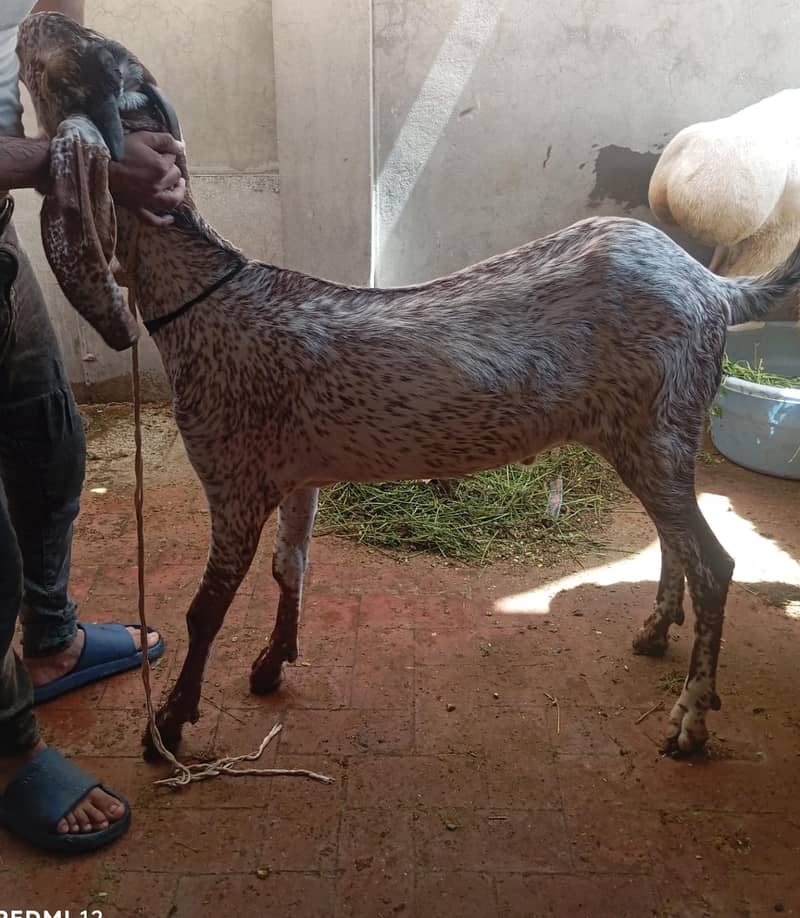 Goat | Chatra | Bakra | Dumba | Qurbani sheep |  Goat For Sale 3