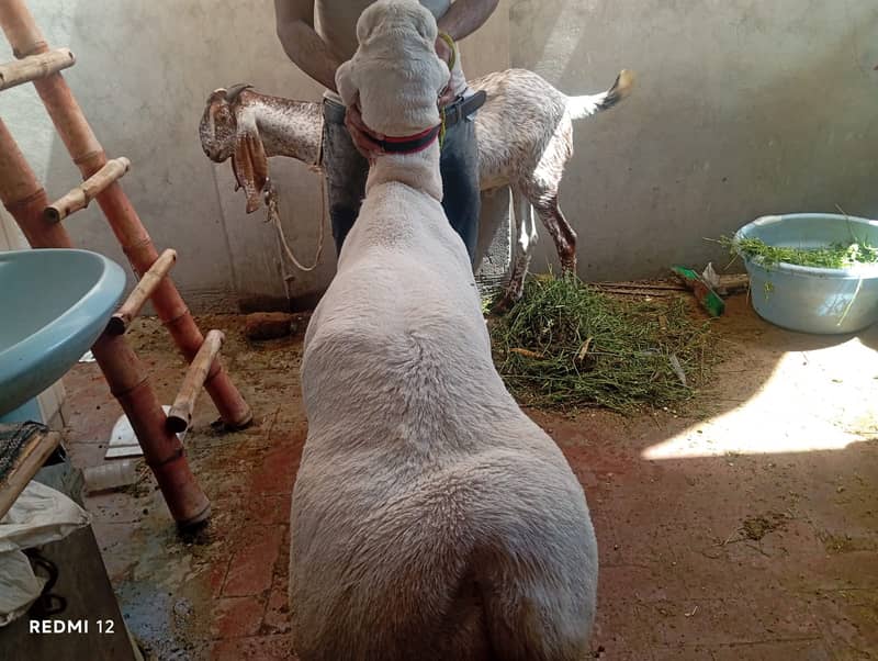 Goat | Chatra | Bakra | Dumba | Qurbani sheep |  Goat For Sale 4