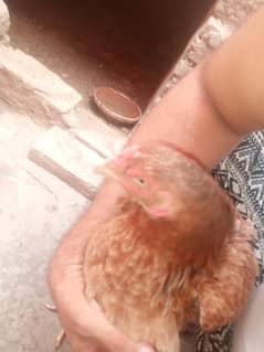 SINDHI ASEEL 03354674616
