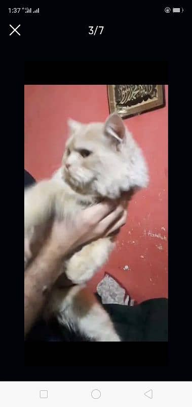 Persian Male Cat Double Coated 0