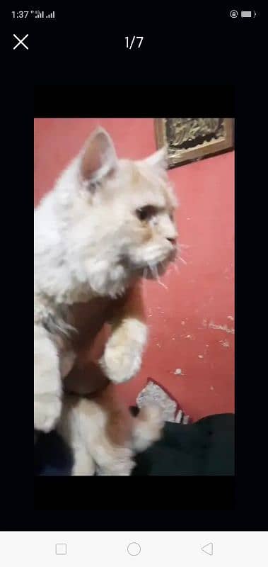 Persian Male Cat Double Coated 1