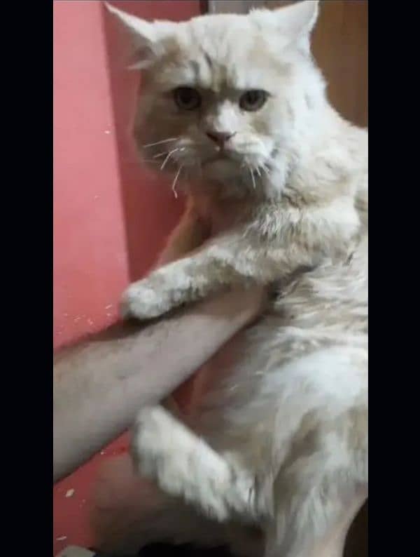 Persian Male Cat Double Coated 3