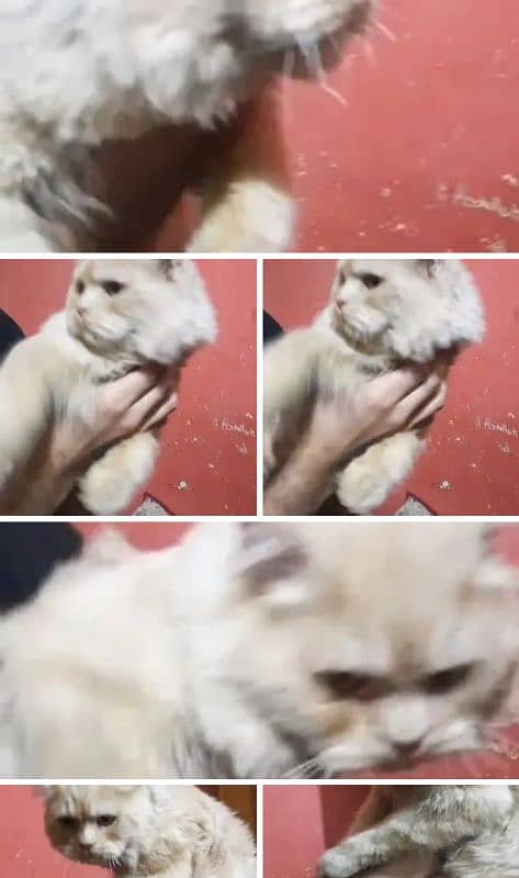 Persian Male Cat Double Coated 5
