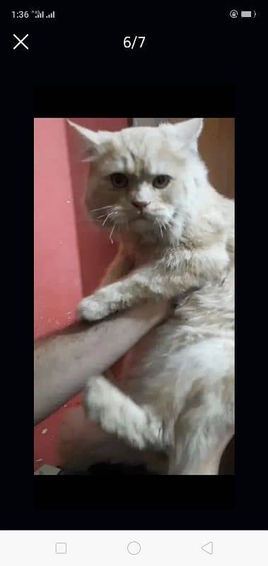 Persian Male Cat Double Coated 6