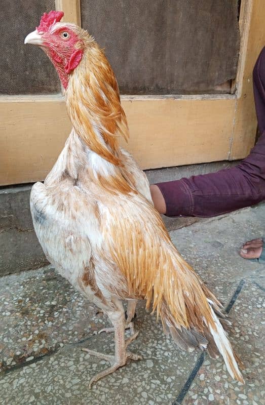 aseel murga sontol 03498200770 0