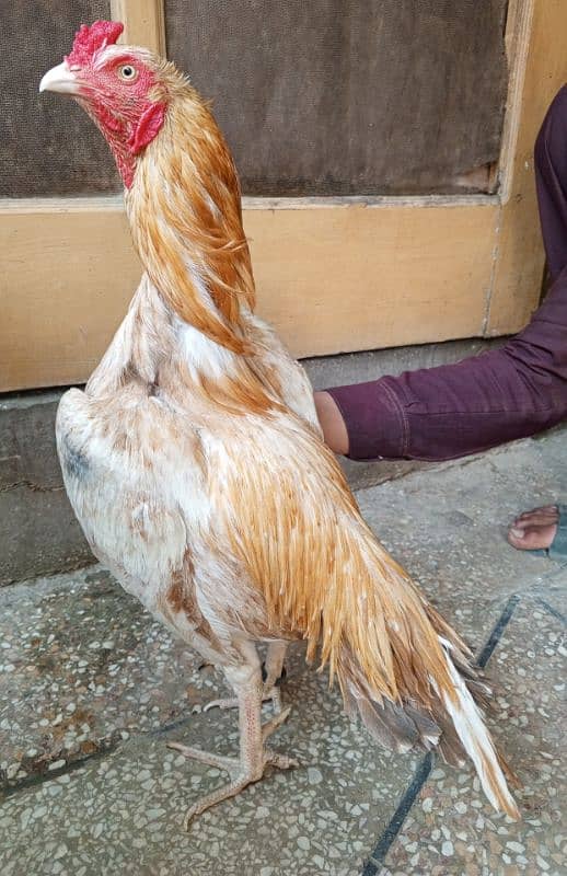 aseel murga sontol 03498200770 1