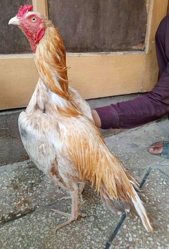 aseel murga sontol 03498200770 2