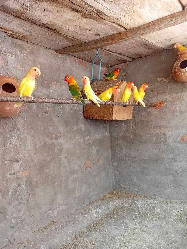 love birds latino and green opline for sale 0