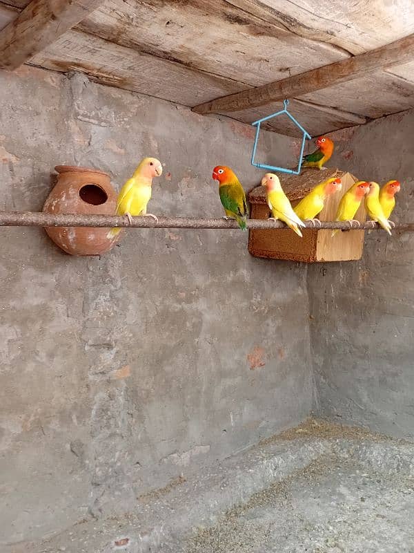 love birds latino and green opline for sale 2
