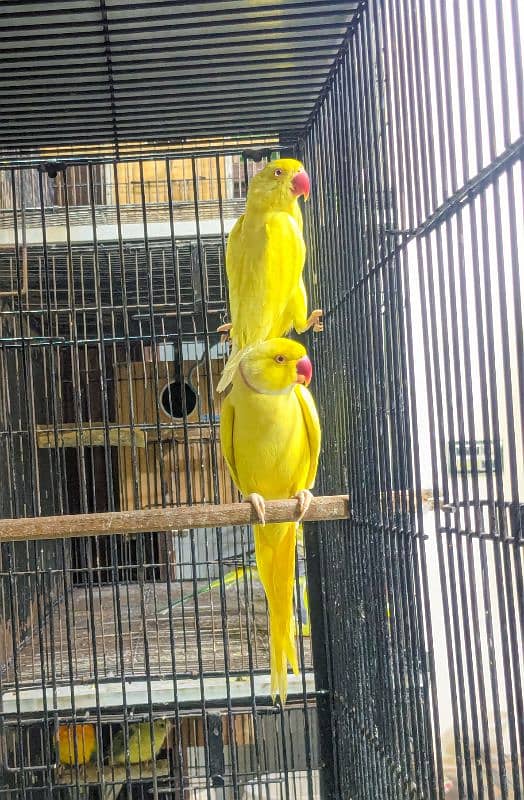 Yellow Ringneck Breeder Pair 0