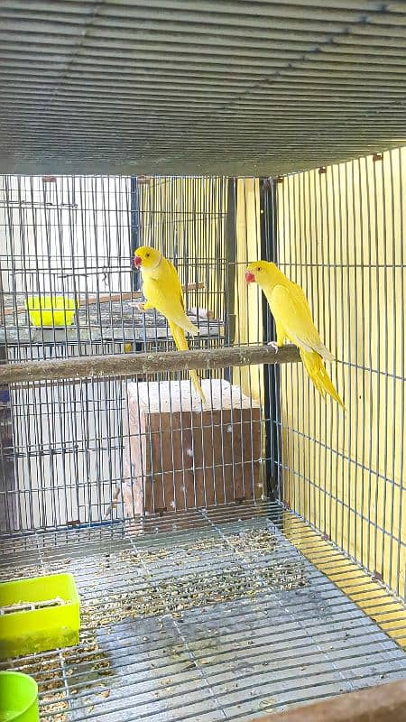 Yellow Ringneck Breeder Pair 1