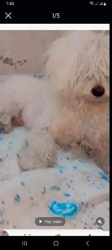 shaitszu  very beautiful family dog 0
