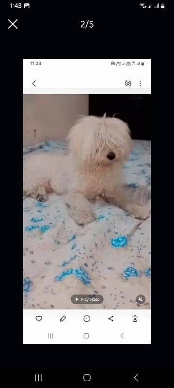 shaitszu  very beautiful family dog 2
